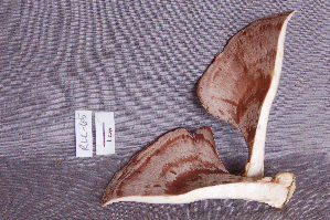  (Polyporus ianthinus - RLC65)  @11 [ ] CreativeCommons - Attribution Non-Commercial Share-Alike (2010) Mycology Division, Royal Ontario Museum Royal Ontario Museum