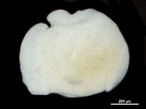  ( - CHARS00107-E04)  @11 [ ] CreativeCommons - Attribution (2018) CBG Photography Group Centre for Biodiversity Genomics