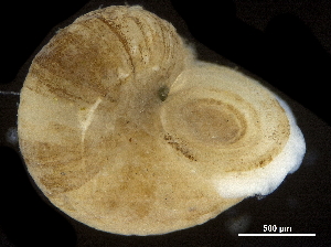  (Margaritesidae - CHARS00107-F06)  @11 [ ] CreativeCommons - Attribution (2018) CBG Photography Group Centre for Biodiversity Genomics