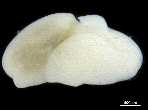  ( - CHARS00107-G07)  @11 [ ] CreativeCommons - Attribution (2018) CBG Photography Group Centre for Biodiversity Genomics