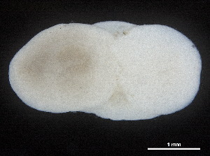  ( - CHARS00107-H06)  @11 [ ] CreativeCommons - Attribution (2018) CBG Photography Group Centre for Biodiversity Genomics