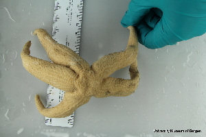  ( - ZMBN_106163)  @11 [ ] CreativeCommons - Attribution Non-Commercial Share-Alike (2016) University of Bergen Natural History Collections