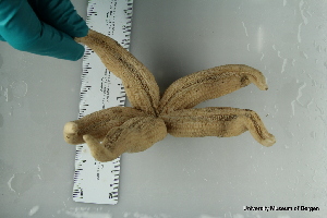  ( - ZMBN_106163)  @11 [ ] CreativeCommons - Attribution Non-Commercial Share-Alike (2016) University of Bergen Natural History Collections