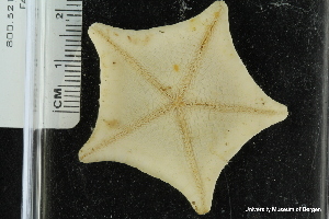  ( - ZMBN_106184)  @11 [ ] CreativeCommons - Attribution Non-Commercial Share-Alike (2016) University of Bergen Natural History Collections