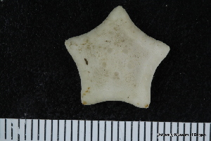  ( - ZMBN_106246)  @11 [ ] CreativeCommons - Attribution Non-Commercial Share-Alike (2016) University of Bergen Natural History Collections