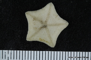  ( - ZMBN_106246)  @11 [ ] CreativeCommons - Attribution Non-Commercial Share-Alike (2016) University of Bergen Natural History Collections
