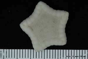  ( - ZMBN_106248)  @11 [ ] CreativeCommons - Attribution Non-Commercial Share-Alike (2016) University of Bergen Natural History Collections