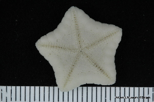  ( - ZMBN_106248)  @11 [ ] CreativeCommons - Attribution Non-Commercial Share-Alike (2016) University of Bergen Natural History Collections