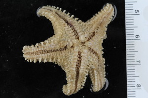  ( - ZMBN_106296)  @11 [ ] CreativeCommons - Attribution Non-Commercial Share-Alike (2016) University of Bergen Natural History Collections
