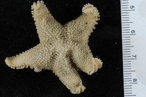  ( - ZMBN_106296)  @11 [ ] CreativeCommons - Attribution Non-Commercial Share-Alike (2016) University of Bergen Natural History Collections
