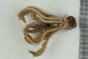  ( - ZMBN_106346)  @11 [ ] CreativeCommons - Attribution Non-Commercial Share-Alike (2016) University of Bergen Natural History Collections