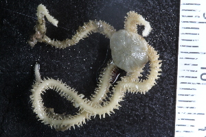  ( - ZMBN_107467)  @11 [ ] CreativeCommons - Attribution Non-Commercial Share-Alike (2018) University of Bergen Natural History Collections