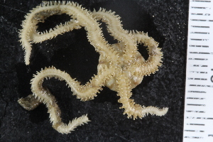  ( - ZMBN_107467)  @11 [ ] CreativeCommons - Attribution Non-Commercial Share-Alike (2018) University of Bergen Natural History Collections