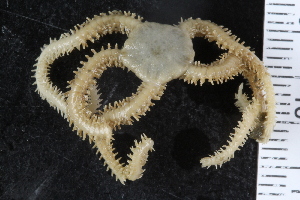  ( - ZMBN_107468)  @11 [ ] CreativeCommons - Attribution Non-Commercial Share-Alike (2018) University of Bergen Natural History Collections