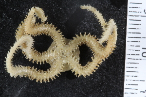  ( - ZMBN_107468)  @11 [ ] CreativeCommons - Attribution Non-Commercial Share-Alike (2018) University of Bergen Natural History Collections