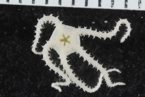  ( - ZMBN_116602)  @11 [ ] CreativeCommons - Attribution Non-Commercial Share-Alike (2017) University of Bergen Natural History Collections