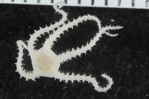  ( - ZMBN_116602)  @11 [ ] CreativeCommons - Attribution Non-Commercial Share-Alike (2017) University of Bergen Natural History Collections