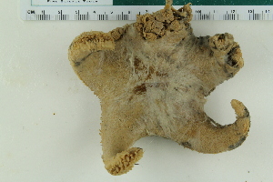  ( - ZMBN_116622)  @11 [ ] CreativeCommons - Attribution Non-Commercial Share-Alike (2017) University of Bergen Natural History Collections