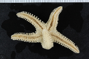  ( - ZMBN_116630)  @11 [ ] CreativeCommons - Attribution Non-Commercial Share-Alike (2017) University of Bergen Natural History Collections