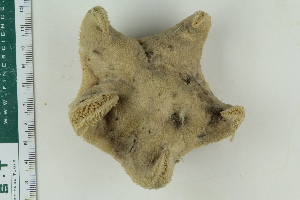  ( - ZMBN_116631)  @11 [ ] CreativeCommons - Attribution Non-Commercial Share-Alike (2017) University of Bergen Natural History Collections