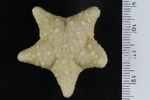 ( - ZMBN_120593)  @11 [ ] CreativeCommons - Attribution Non-Commercial Share-Alike (2018) University of Bergen Natural History Collections