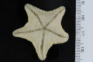  ( - ZMBN_120593)  @11 [ ] CreativeCommons - Attribution Non-Commercial Share-Alike (2018) University of Bergen Natural History Collections