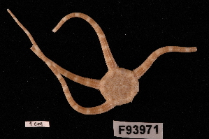  (Ophionereis fasciata - TOH_625)  @11 [ ] Copyright (2010) Tim O Hara Museum Victoria