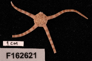  (Ophiolepis irregularis - TOH_648)  @11 [ ] Copyright (2010) Tim O Hara Museum Victoria