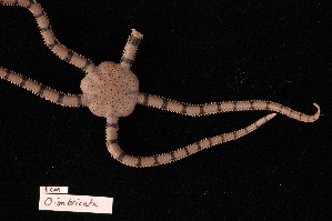  (Ophioplocus imbricatus - TOH_655)  @13 [ ] Copyright (2010) Tim O Hara Museum Victoria