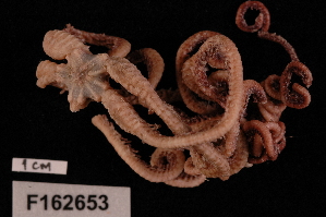  (Ophiocreas oedipus - TOH_667)  @15 [ ] Copyright (2010) Tim O Hara Museum Victoria