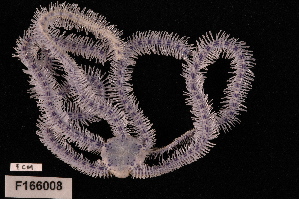  (Macrophiothrix koehleri - TOH_722)  @11 [ ] Copyright (2010) Tim O Hara Museum Victoria