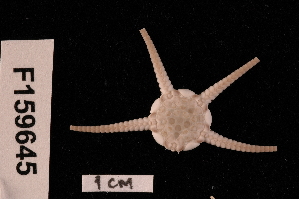  ( - TOH_745)  @11 [ ] Copyright (2010) Tim O Hara Museum Victoria