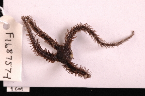  (Ophiomastix elegans - TOH_770)  @11 [ ] Copyright (2010) Tim O Hara Museum Victoria