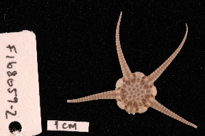  ( - TOH_800)  @11 [ ] Copyright (2010) Tim O Hara Museum Victoria