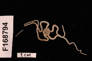  (Amphioplus intermedia - TOH_846)  @11 [ ] Copyright (2010) Tim O Hara Museum Victoria