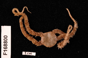  (Ophiocoma cf. doederleini - TOH_853)  @11 [ ] Copyright (2010) Tim O Hara Museum Victoria