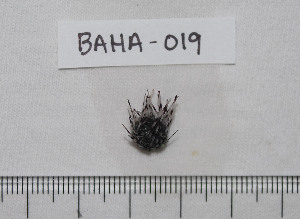  ( - BAHA-019)  @12 [ ] CreativeCommons - Attribution (2010) CBG Photography Group Centre for Biodiversity Genomics