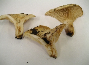  ( - GO-2008-80)  @11 [ ] Copyright (2008) Roberto Garibay-Orijel Universidad Nacional Autonoma De Mexico