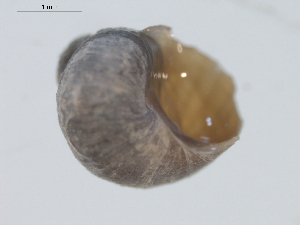  ( - 11ECMOL-0106)  @13 [ ] CreativeCommons - Attribution  Unspecified Centre for Biodiversity Genomics