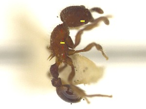  (Hylomyrma blandiens - CTGA - I_146)  @11 [ ] 90174 (2023) Aline Ximenes SISBIO