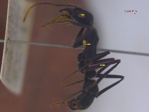  ( - CTGA - I_151)  @11 [ ] 90174 (2023) Aline Ximenes SISBIO