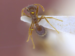  (Strumigenys trudifera - CTGA - I_271)  @11 [ ] 90174 (2023) Aline Ximenes SISBIO