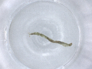  ( - ECORG067-A10)  @11 [ ] CreativeCommons - Attribution (2023) Centre for Biodiversity Genomics Centre for Biodiversity Genomics