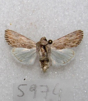  (Spodoptera sp - MACN-Bar-Lep-ct 05974)  @11 [ ] Copyright (2014) MACN Museo Argentino de Ciencias Naturales "Bernardino Rivadavia"