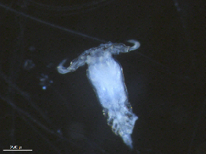  (Ergasilus caeruleus - Erg.G.Lg.WND.4.3)  @13 [ ] CreativeCommons - Attribution (2014) Sean Locke Centre for Biodiversity Genomics
