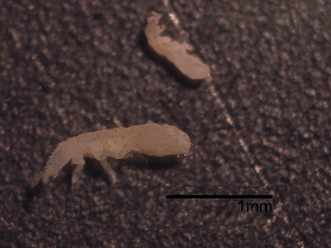  (Onychiurus folsomi - EC-OF-01)  @11 [ ] Unspecified (default): All Rights Reserved  Unspecified Unspecified