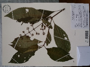  (Psychotria caerulea - AP-10508)  @11 [ ] Copyright (2060) Unspecified Columbus State University