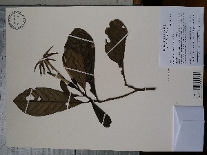  (Kutchubaea semisericea - AP-10533)  @11 [ ] Copyright (2082) Unspecified Columbus State University