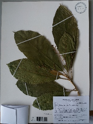  (Tetrorchidium macrophyllum - AP-10637)  @11 [ ] Copyright (2052) Unspecified Columbus State University