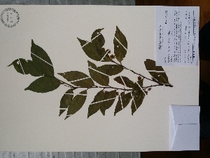  (Heisteria acuminata - AP-10673)  @11 [ ] Copyright (2029) Unspecified Columbus State University